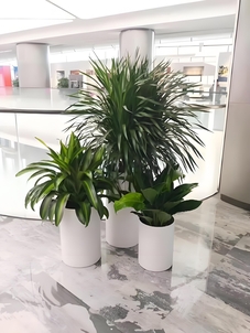 深度解析镇海绿植租赁方案，畅享绿色之美